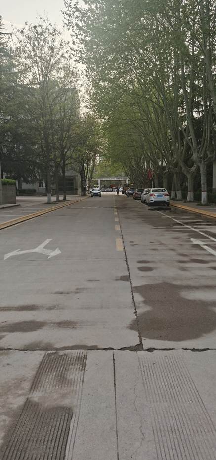 街道边的大树 AI 生成的内容可能不正确。